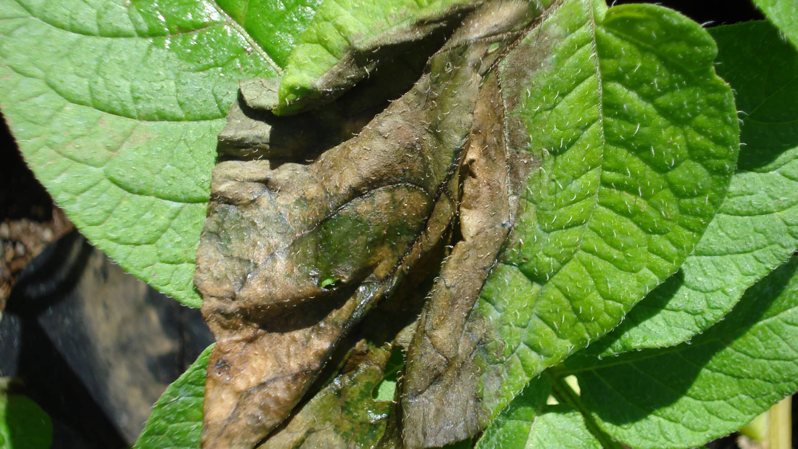 Potato plant with leaf blight