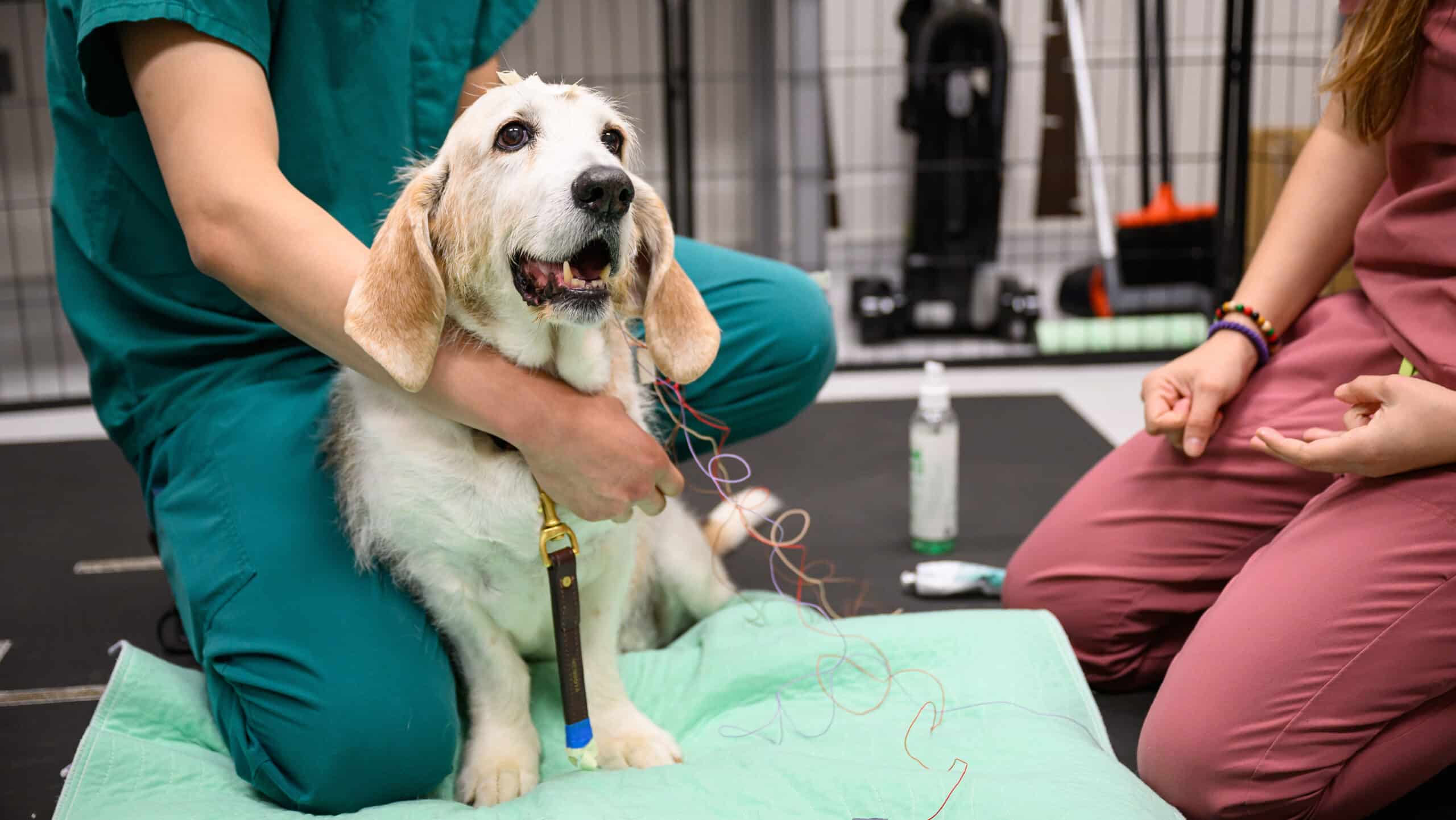 Woofus the elderly doggie does a sleep study