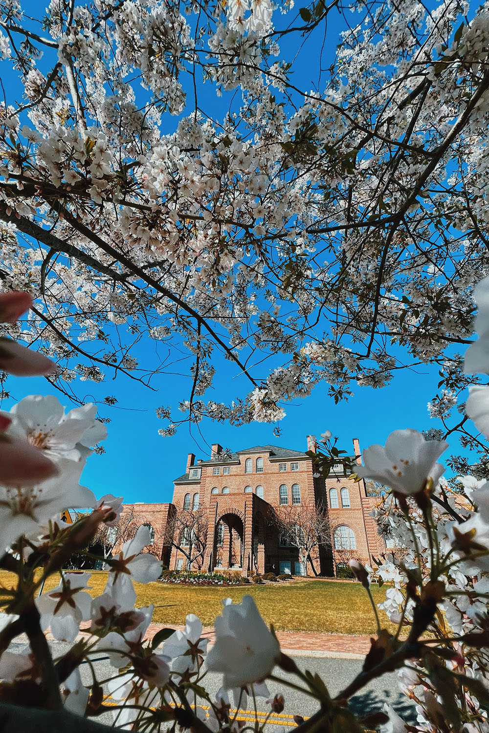 White azalea blooms frame Holladay Hall.