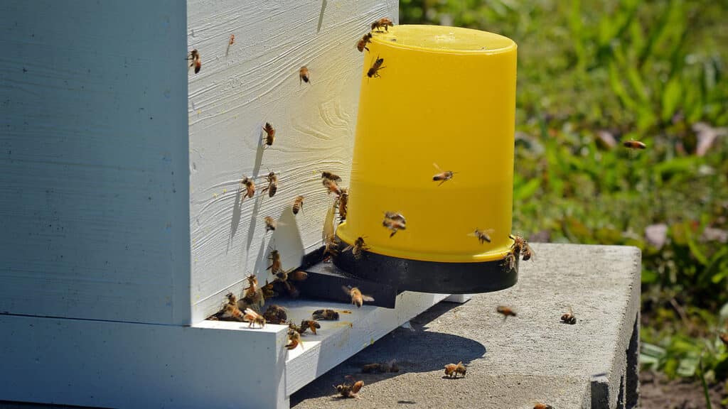 Bees buzz around a hive at NC State's Agroecology Farm.