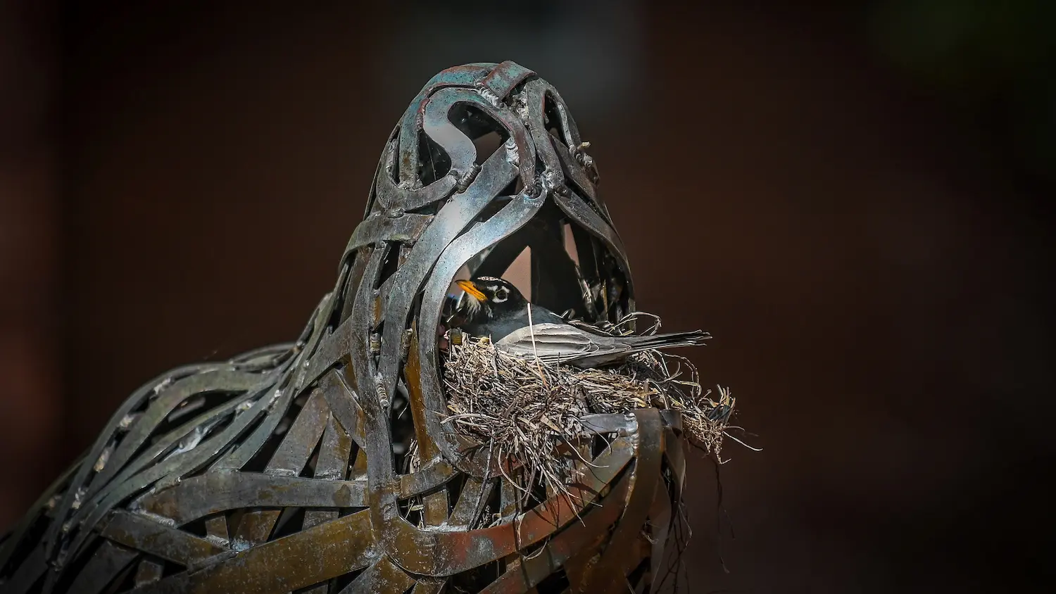 A bird sits in its nest, built in the mouth of a copper wolf statue on campus.