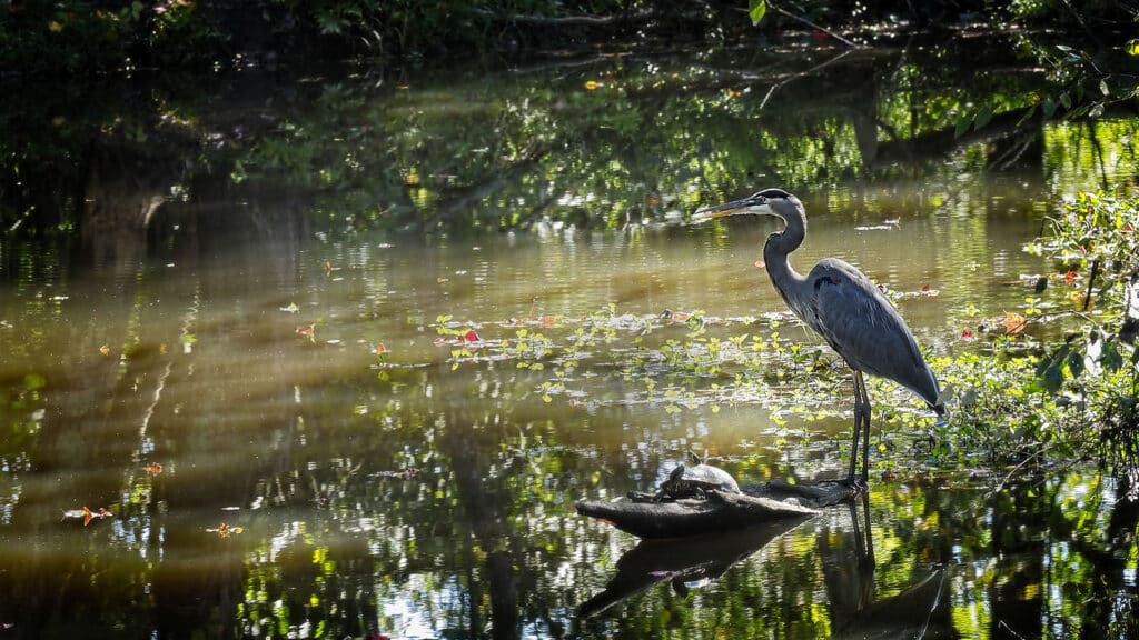 A blue heron stands alert on a log in the marshland area next to Lake Raleigh on NC State's Centennial campus.