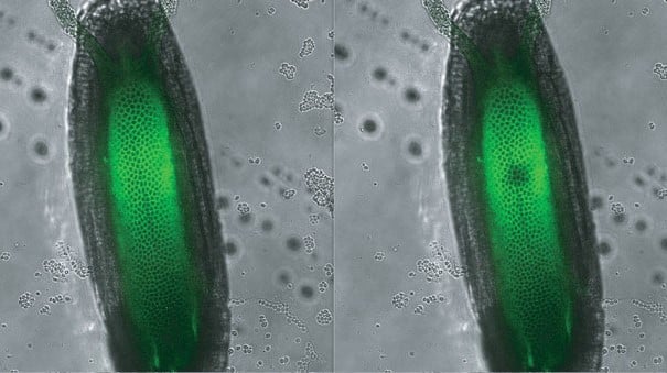 Fluorescent dyes illuminate a developing fly