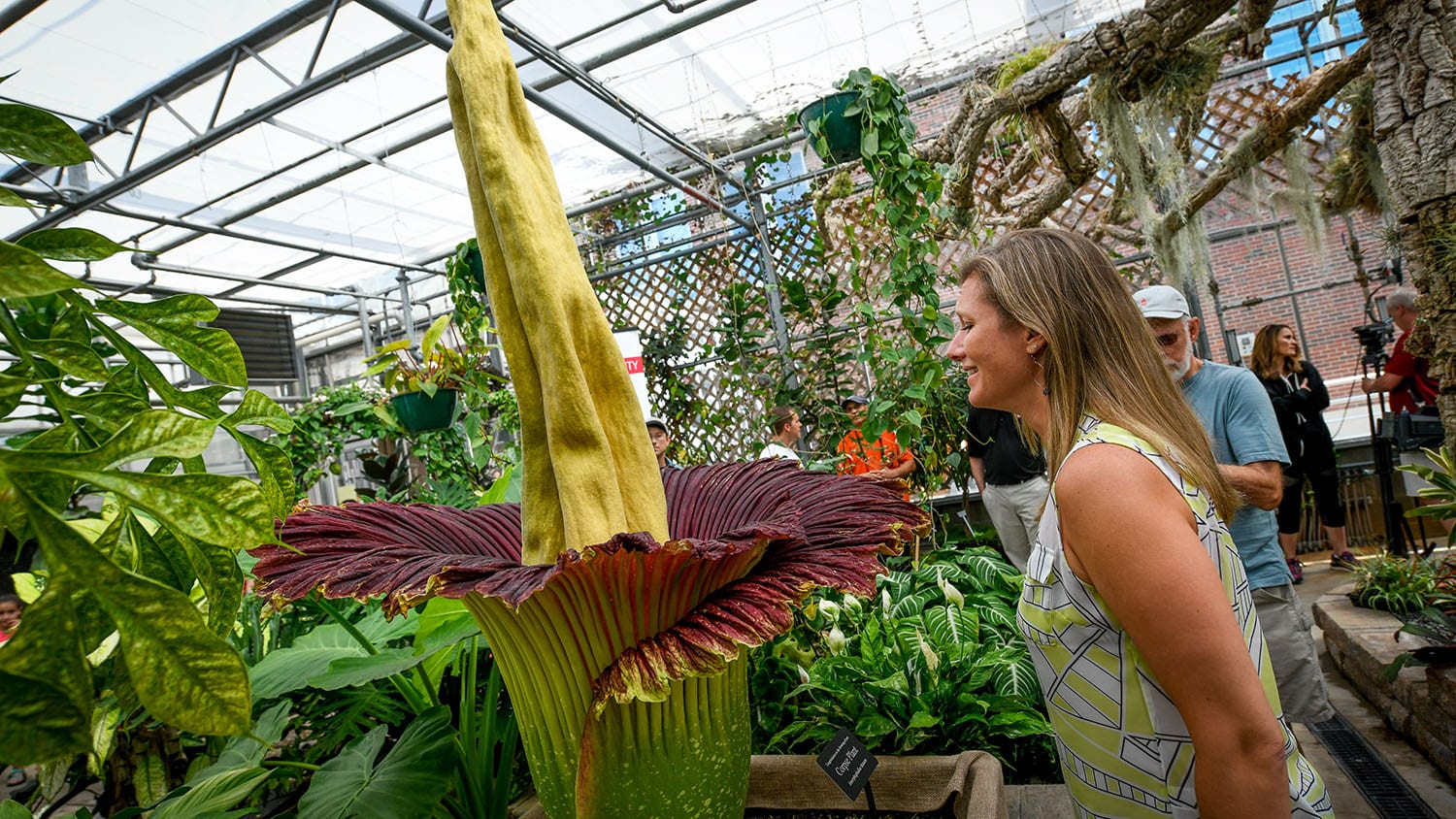 A student visits a campus greenhouse to see a specimen of the rare and vibrantly colorful corpse flower.