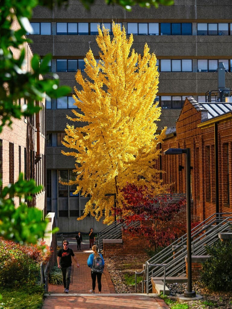 Students make their way past a well-known ginkgo tree during the fall on main campus. The tree, with leaves in vibrant yellow-gold, sits next to the Park Shops.