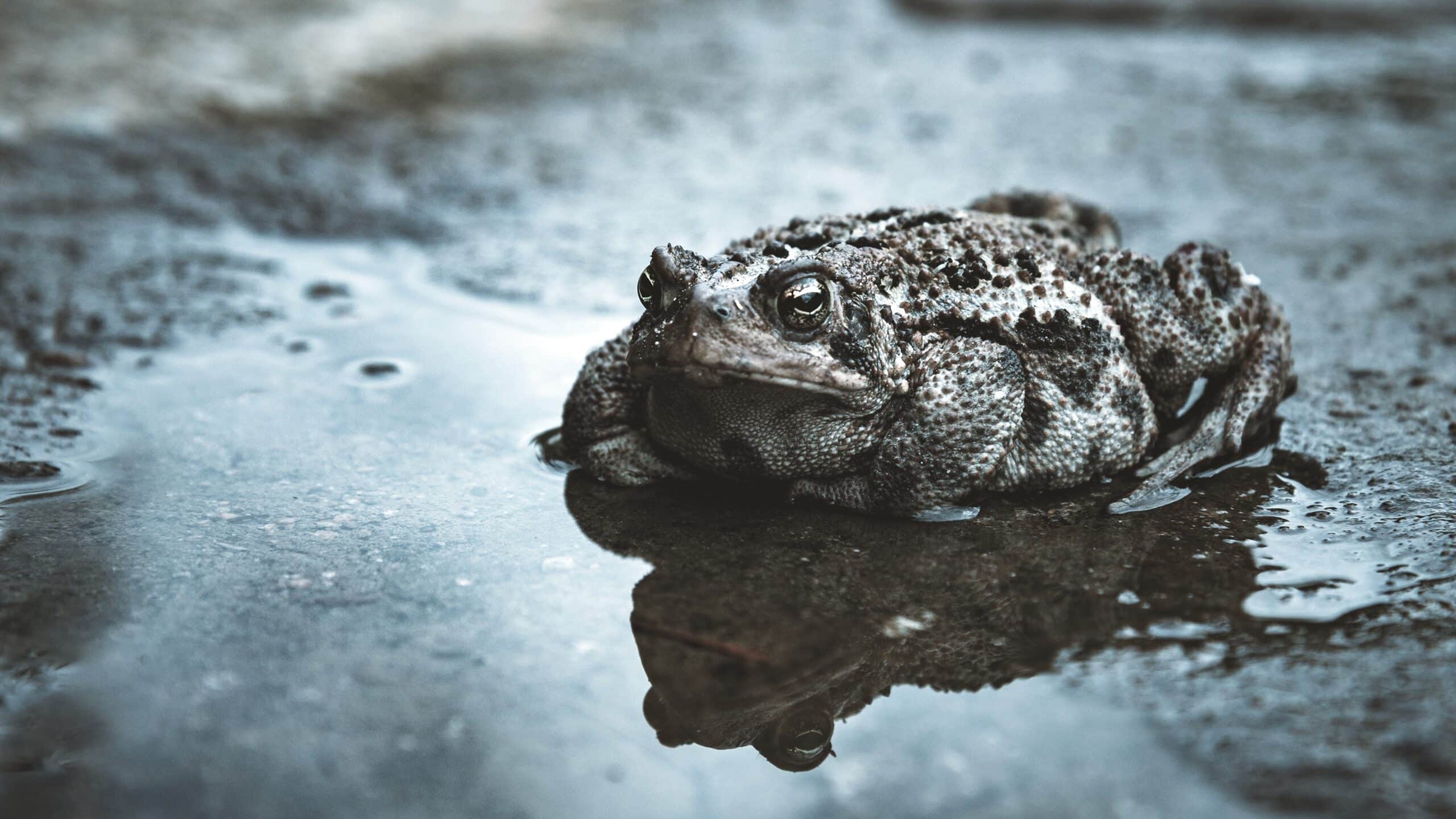 Toad in a puddle