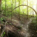 A trail near Lake Raleigh splits off in two directions beneath forest trees as sunlight streams through an opening in the canopy in the background.