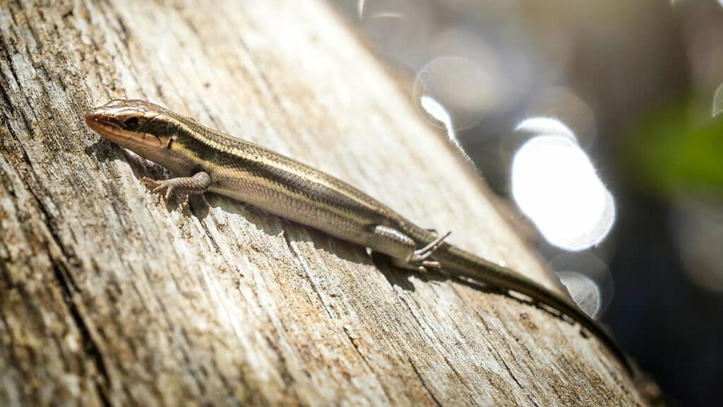 A lizard suns itself while lounging on a log along the banks of Lake Raleigh on Centennial Campus.