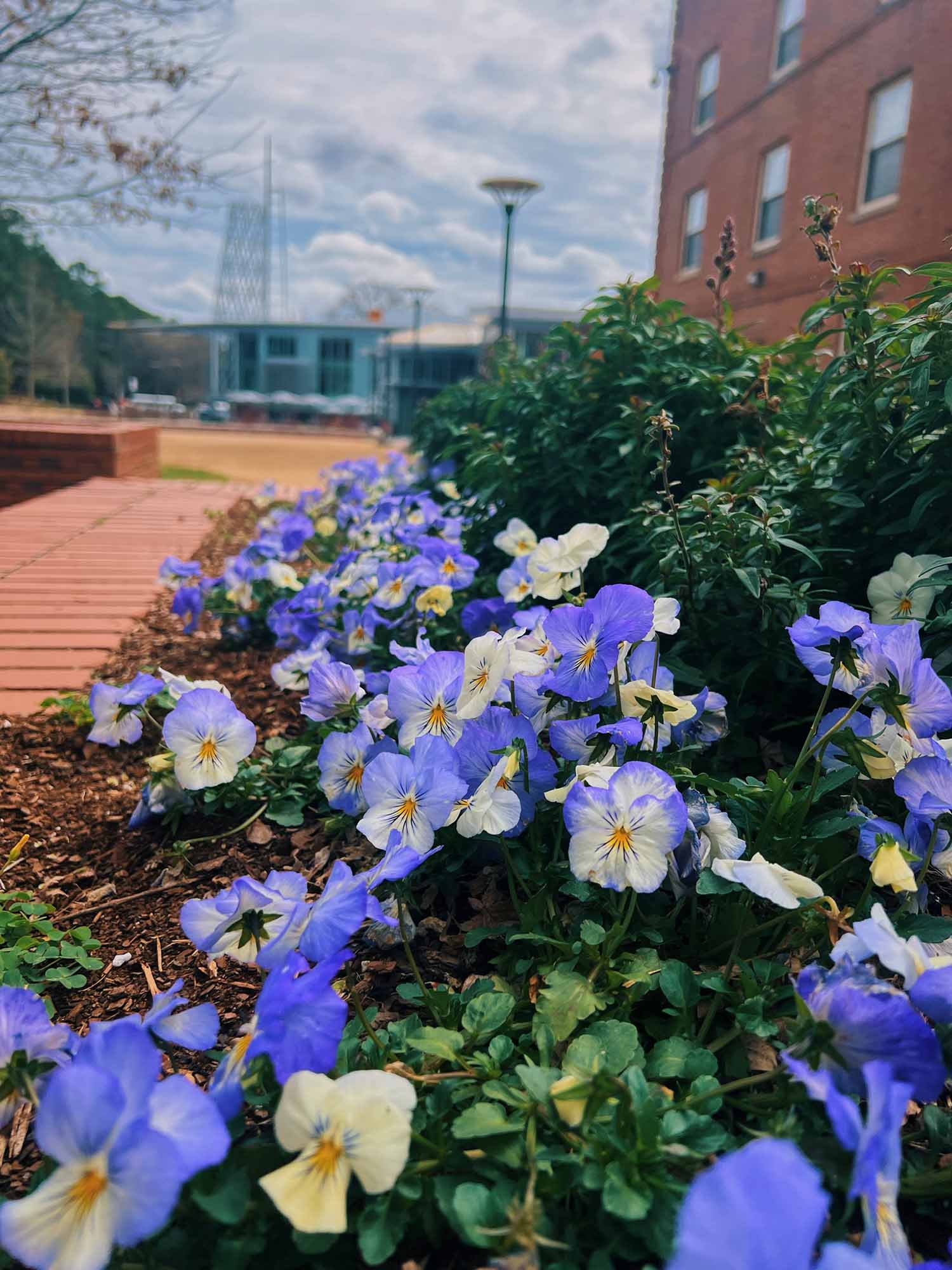 Purple pansies line the walkway to Talley Student Union.
