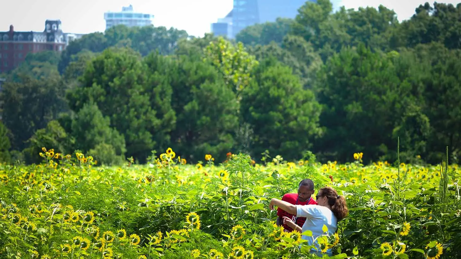 People enjoy a field of sunflowers in Dix Park, with downtown Raleigh's skyline in the background.