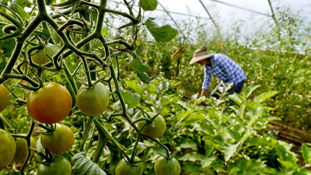 A student works to pick tomatoes at the CALS Agroecology farm off Lake Wheeler Road, while a closeup of tomatoes on the vine shows in the foreground.