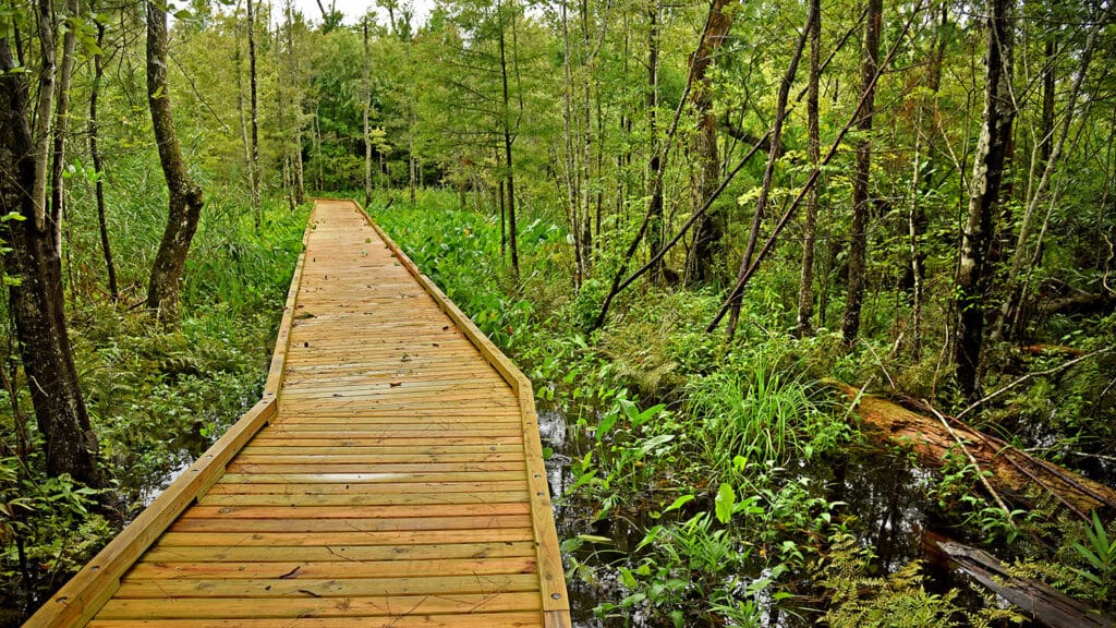 A boardwalk stretches ahead above marshy wetlands at the Eastern 4-H Camp along Albemarle Sound.