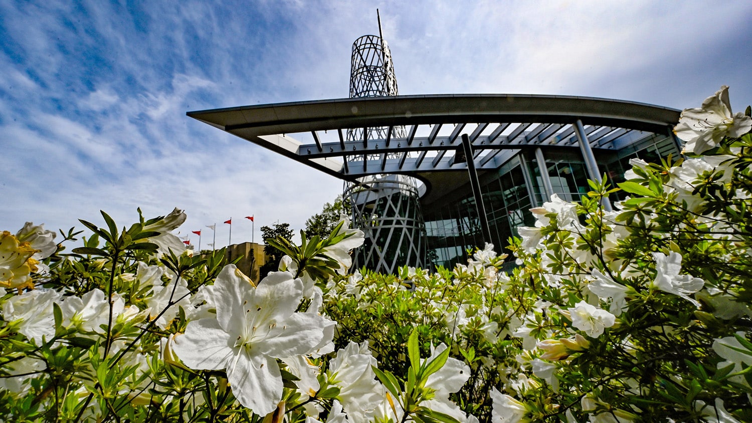 White azaleas surround Talley Student Union.