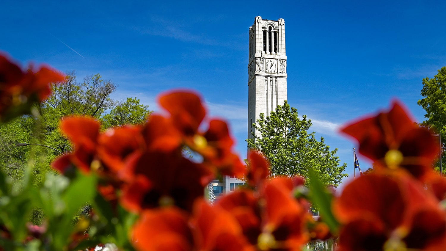 NC State Belltower view with flowers