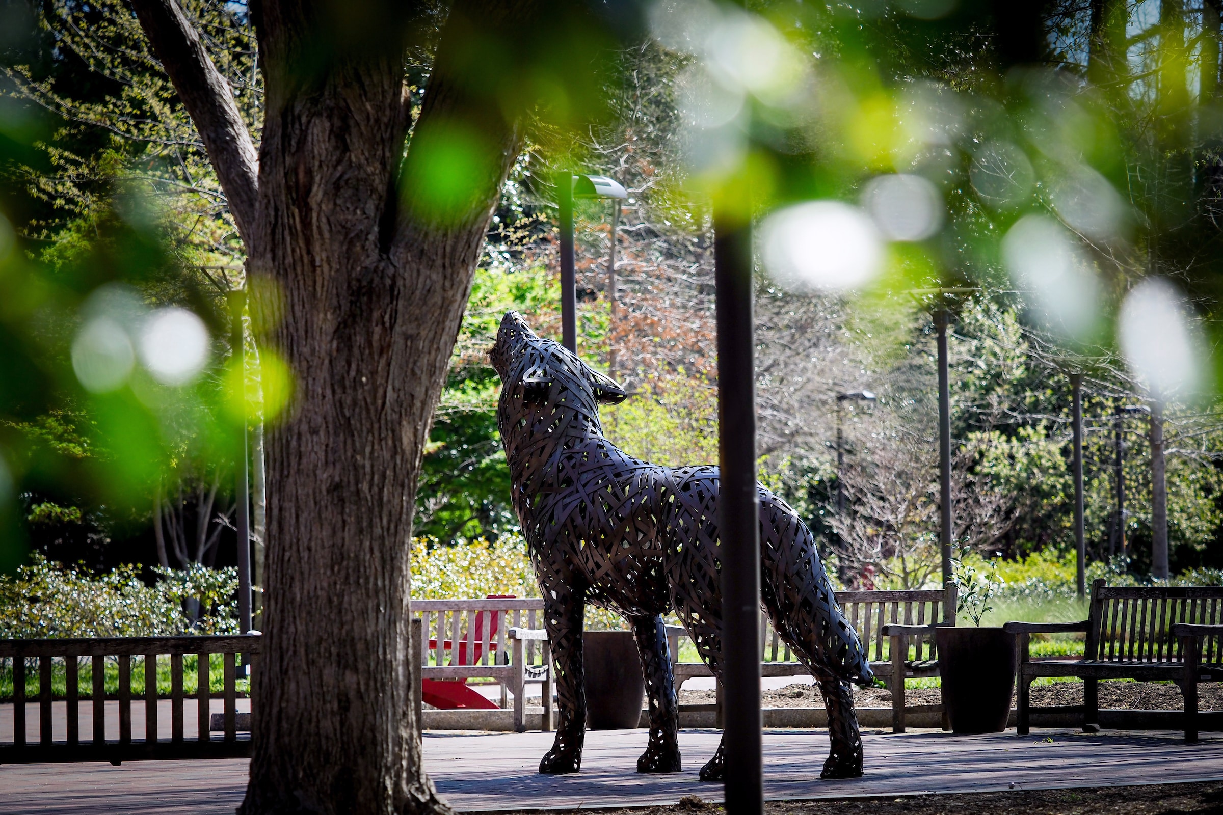 Wolf Plaza in the spring