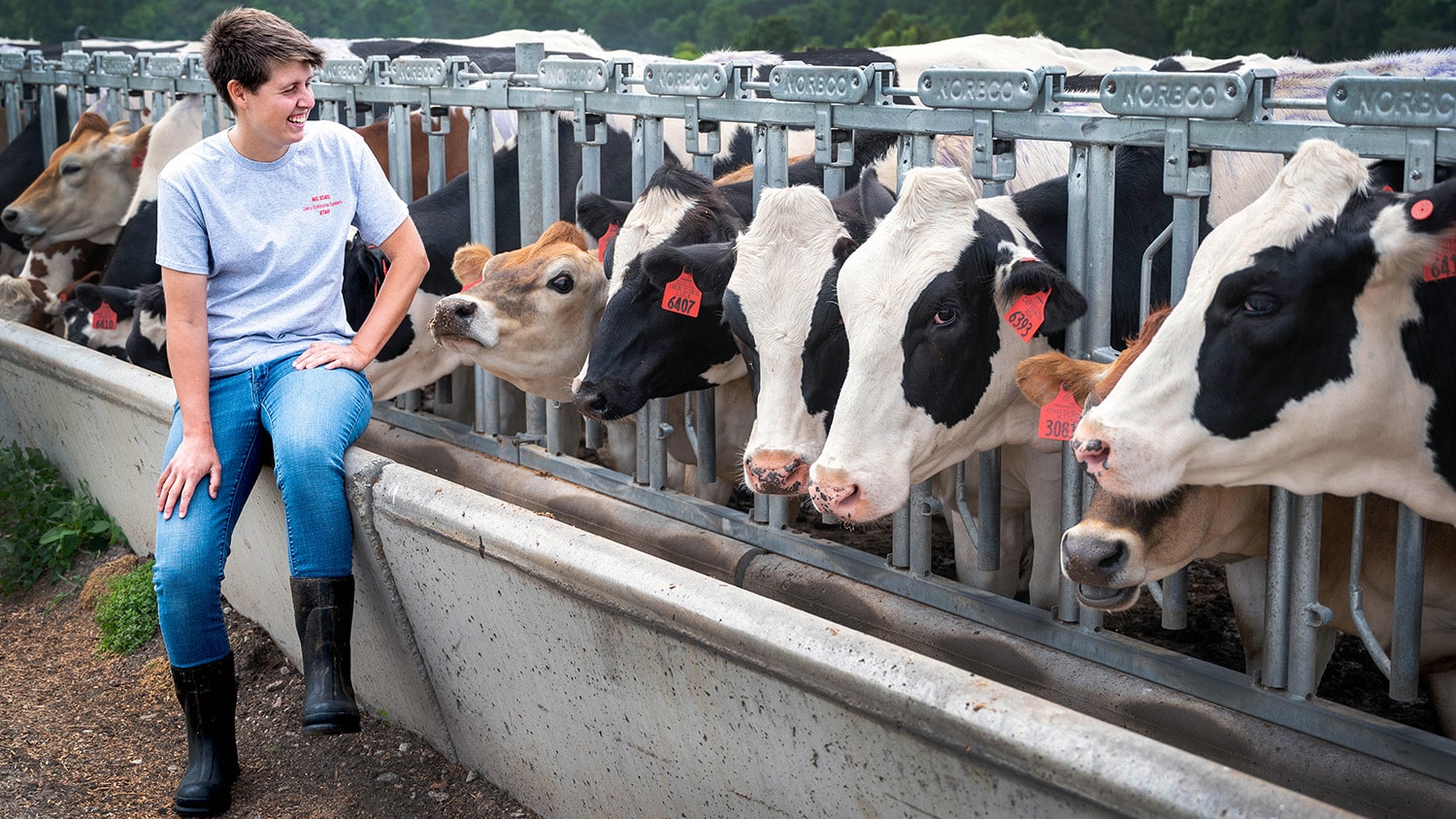 Caroline Vande Berg sits next to a food trough, where a row of heifers eat.