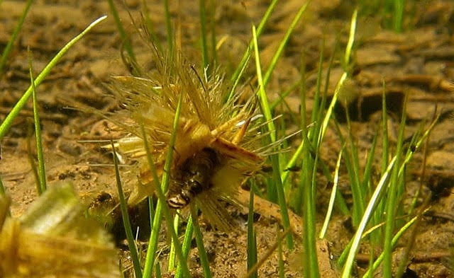 Photo of caddisfly in water.
