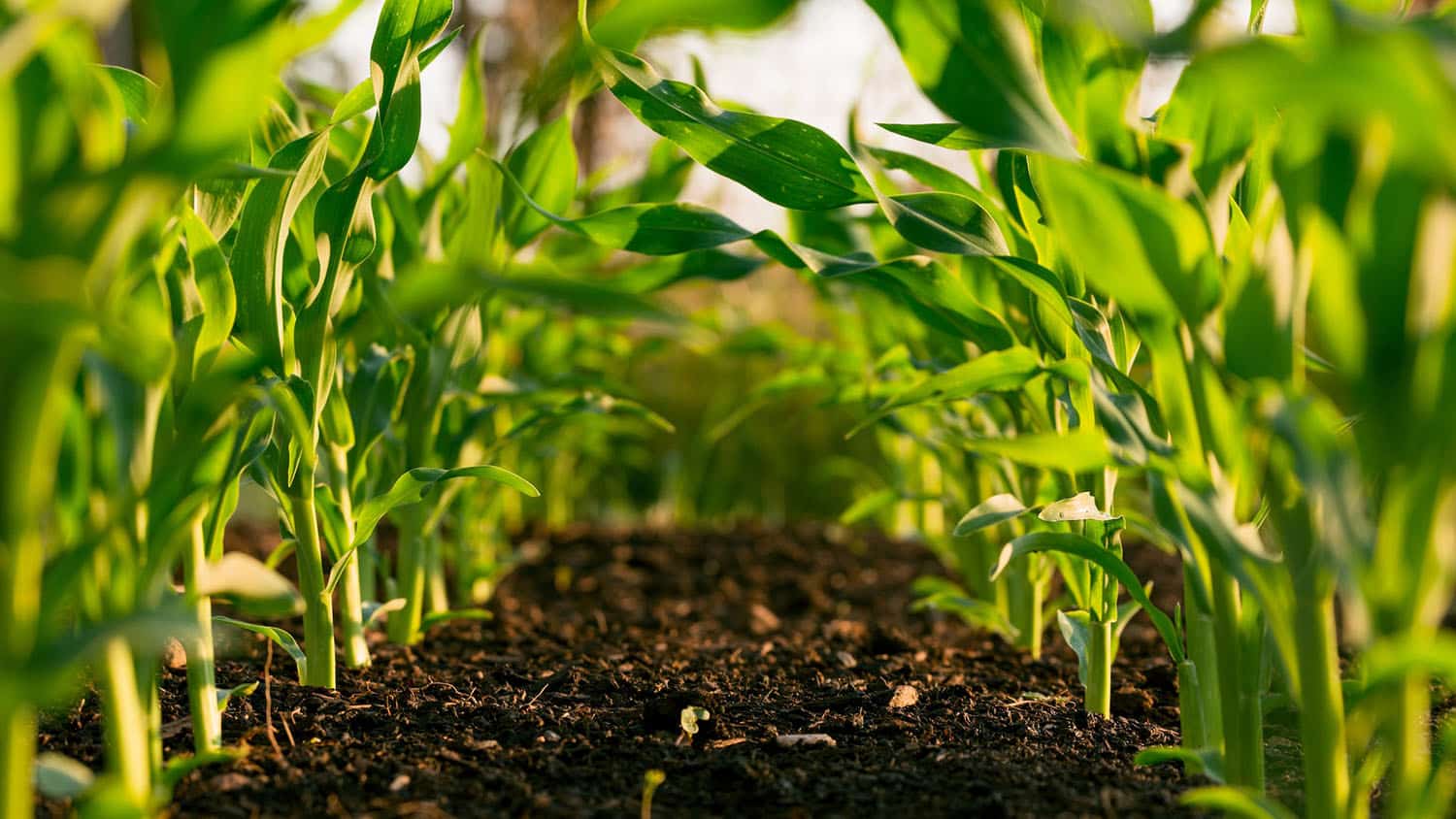 sunlight shines through young corn plants onto dark soil