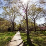 Sunlight streams through tree branches on a spring day at Yarbrough Court.