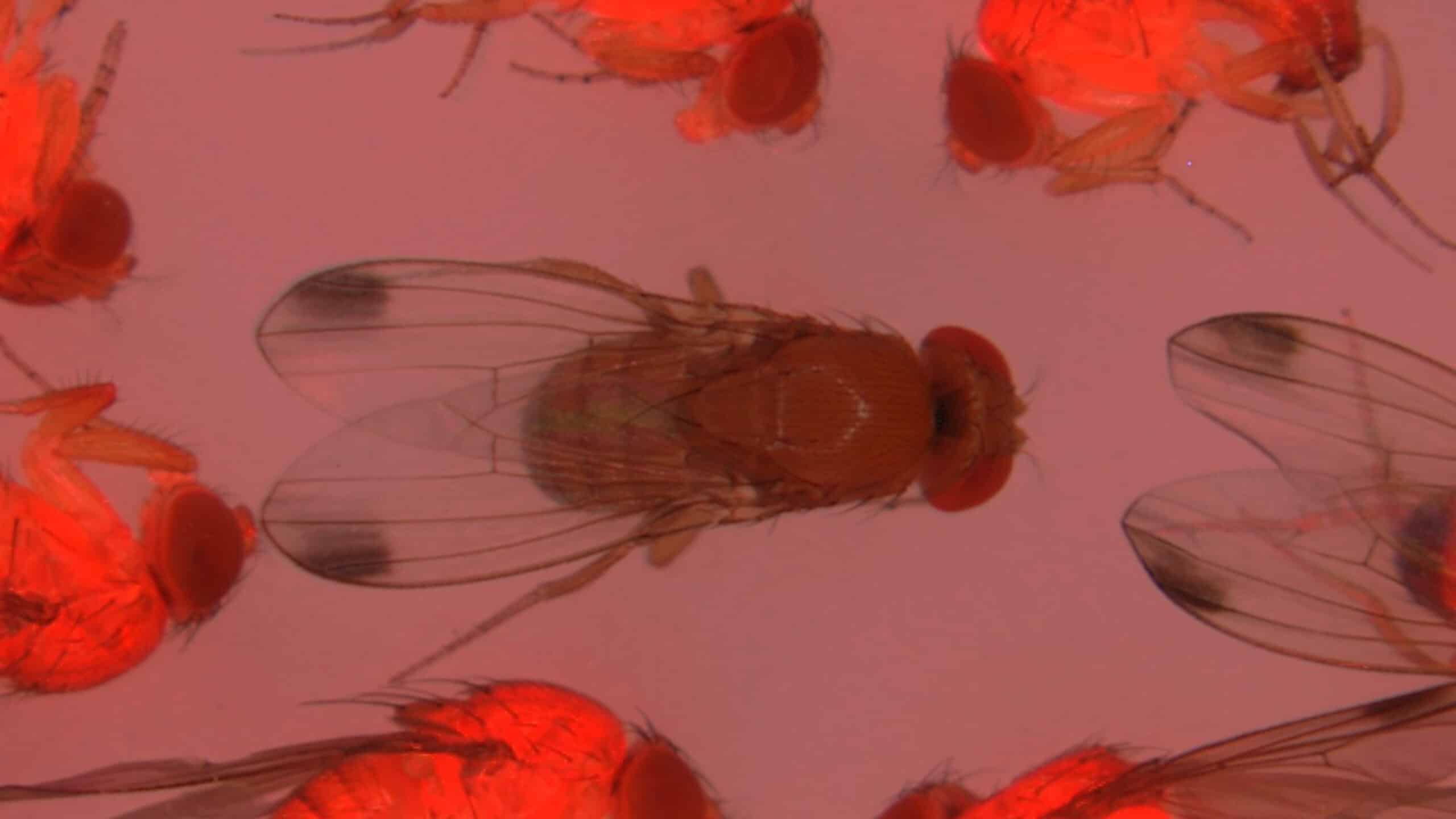 Picture of florescent flies.