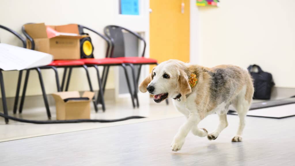 Woofus does a gait test