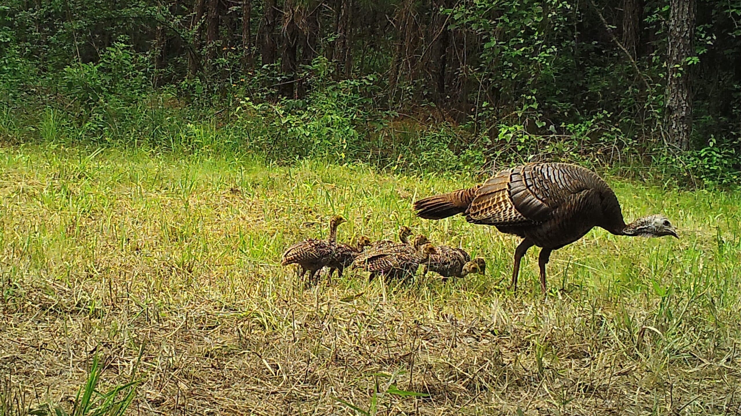 A turkey hen and her babies.