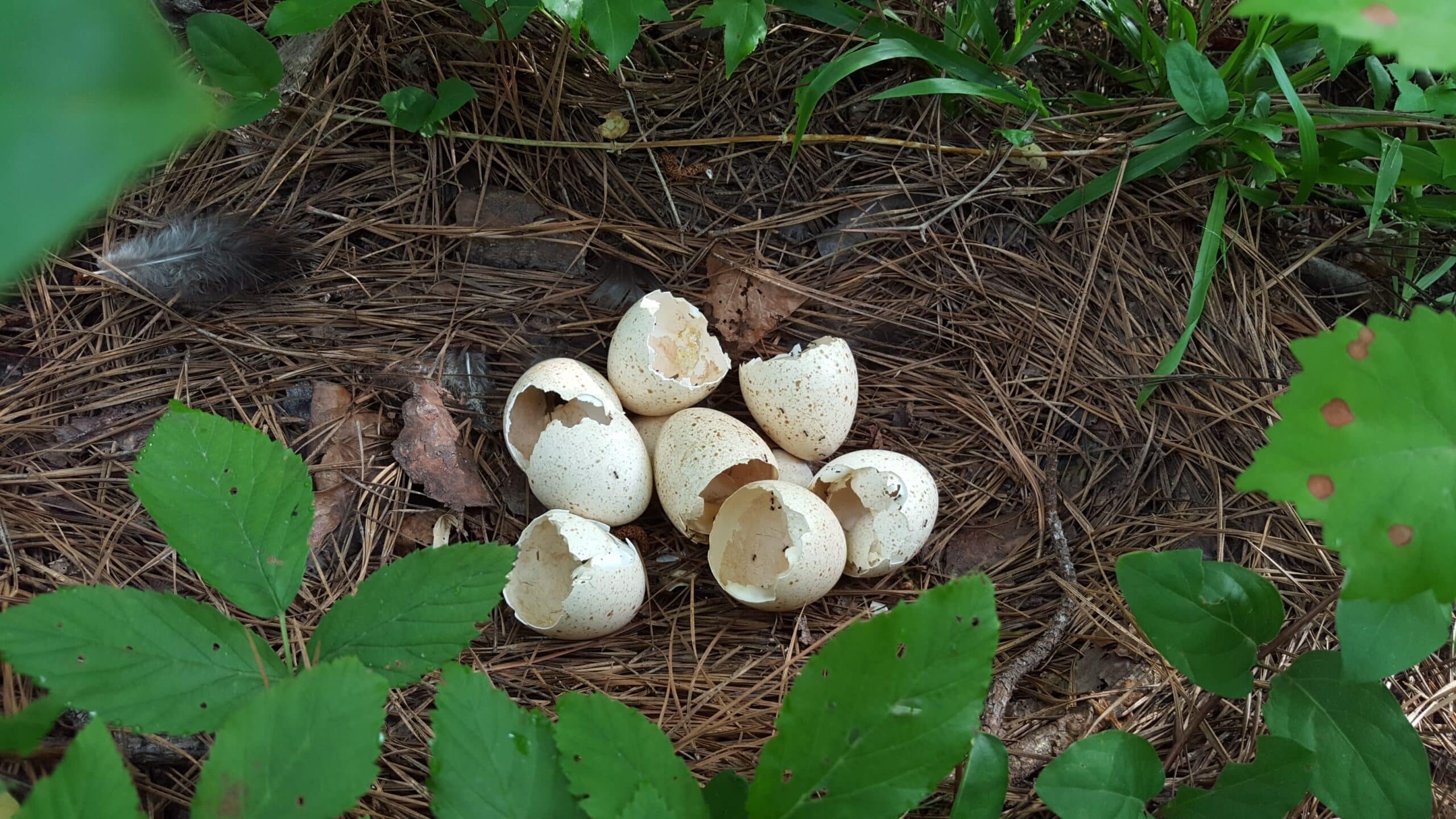 Hatched turkey eggs