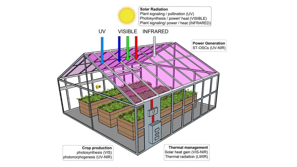 A visual representation shows how organic, semi-translucent solar cells pioneered in NC State's Carbon Electronics cluster might be used to outfit self-sustaining greenhouses.