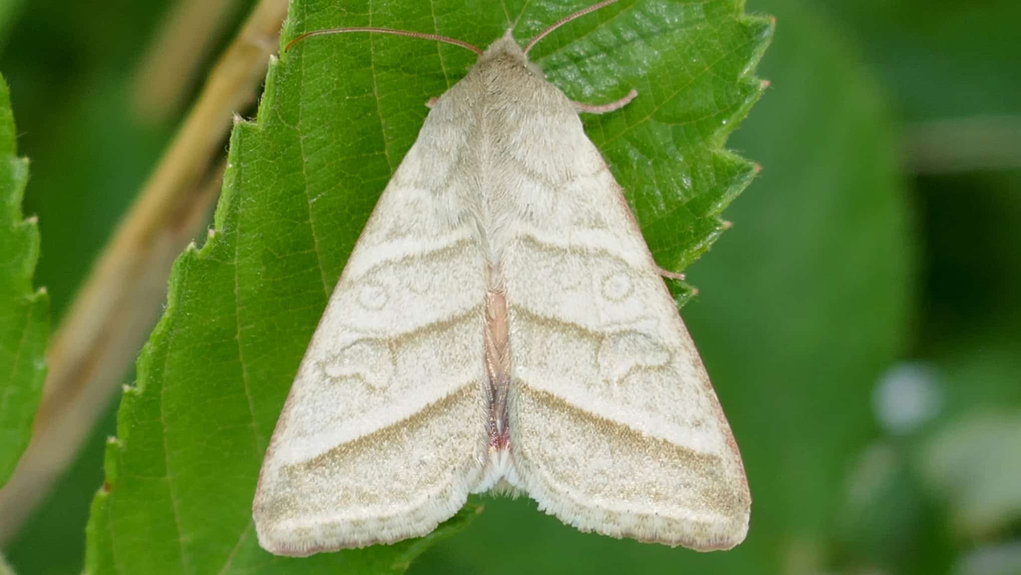 Tobacco budworm on a leaf.