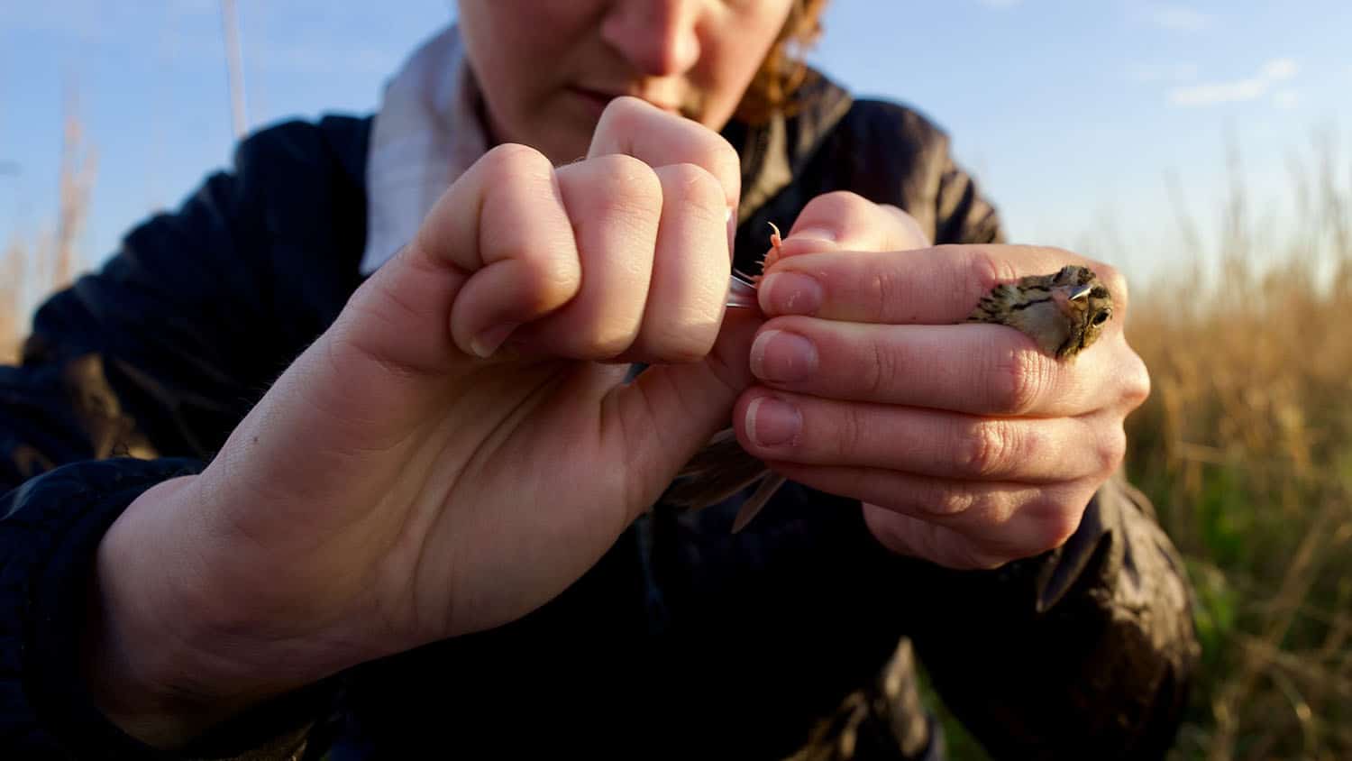 a woman holds a small bird in one hand while attaching a band to its leg with her other hand