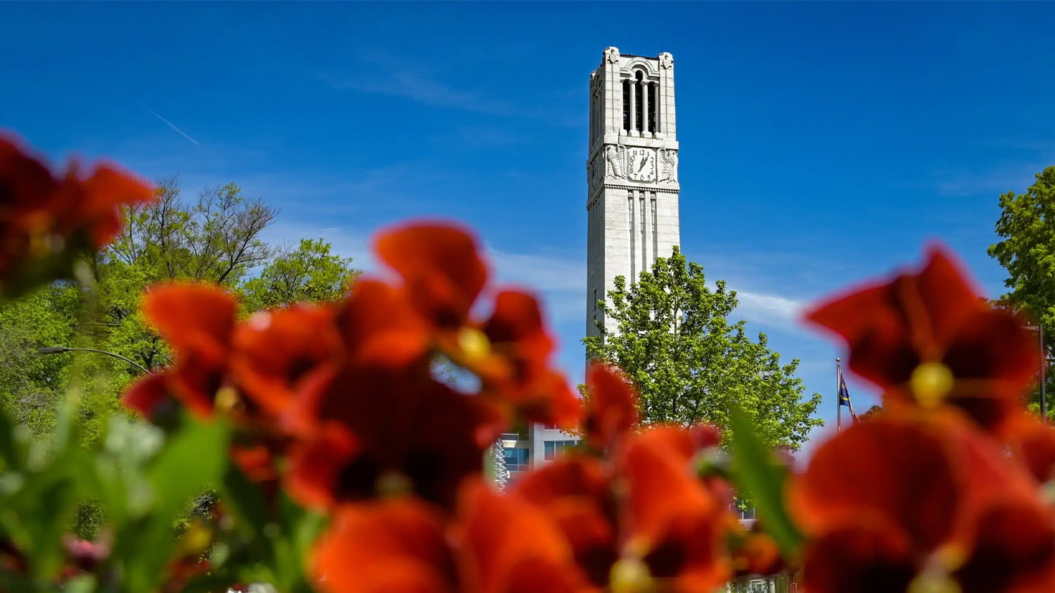 The NC State belltower with spring blooms.