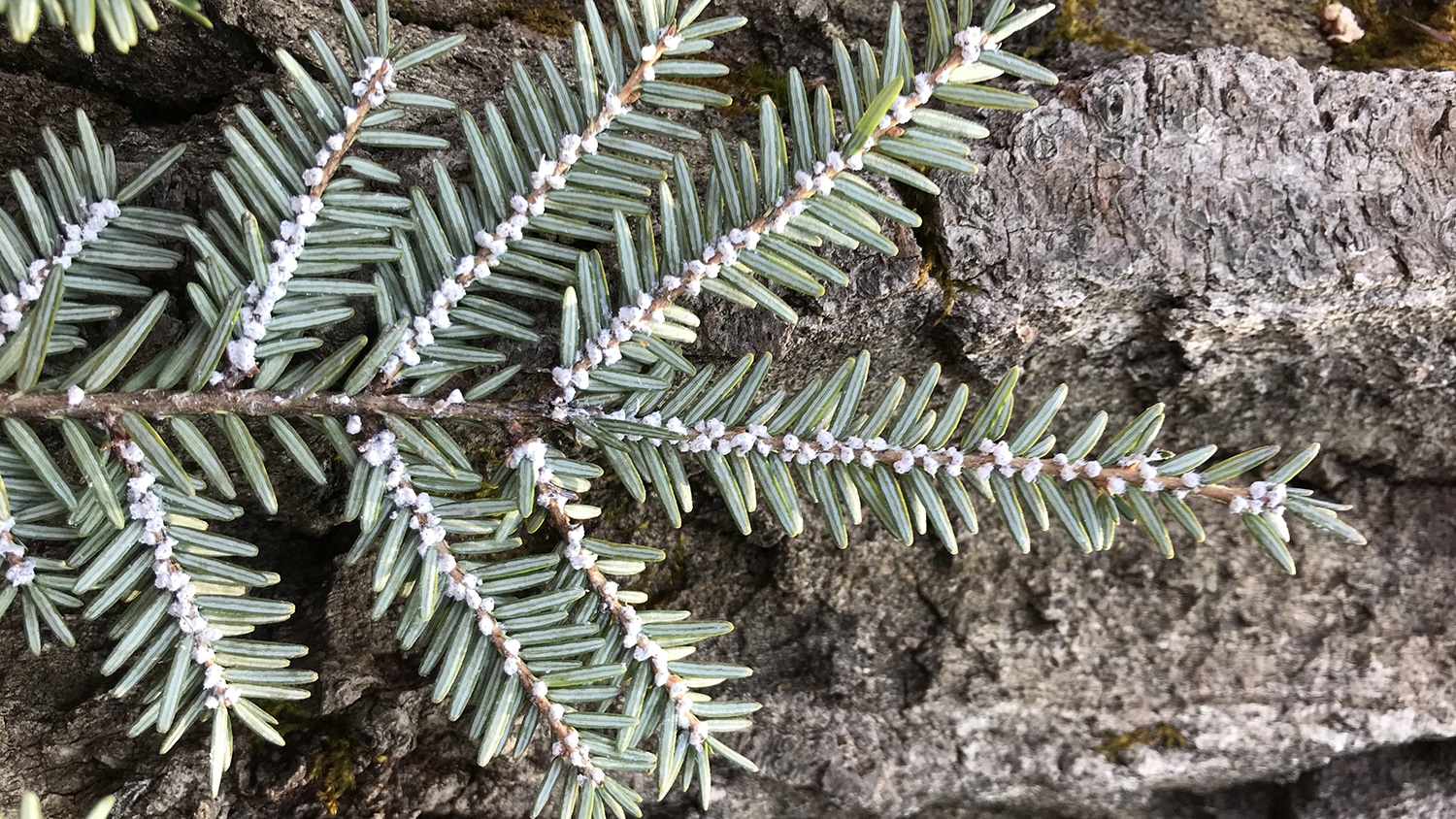 woolly adelgid