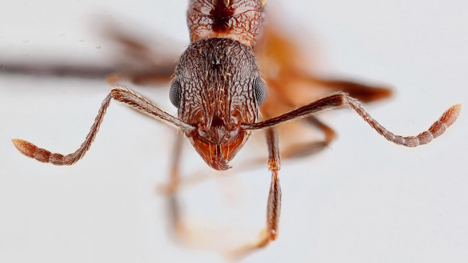 close-up photo of a reddish ant's face