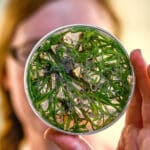 A close-up photo of plant samples in a petri dish, being held up in front of a person's face.