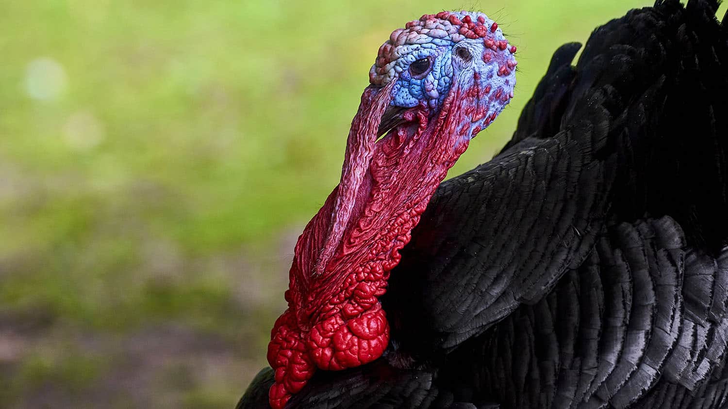 photo shows an adult male turkey in profile