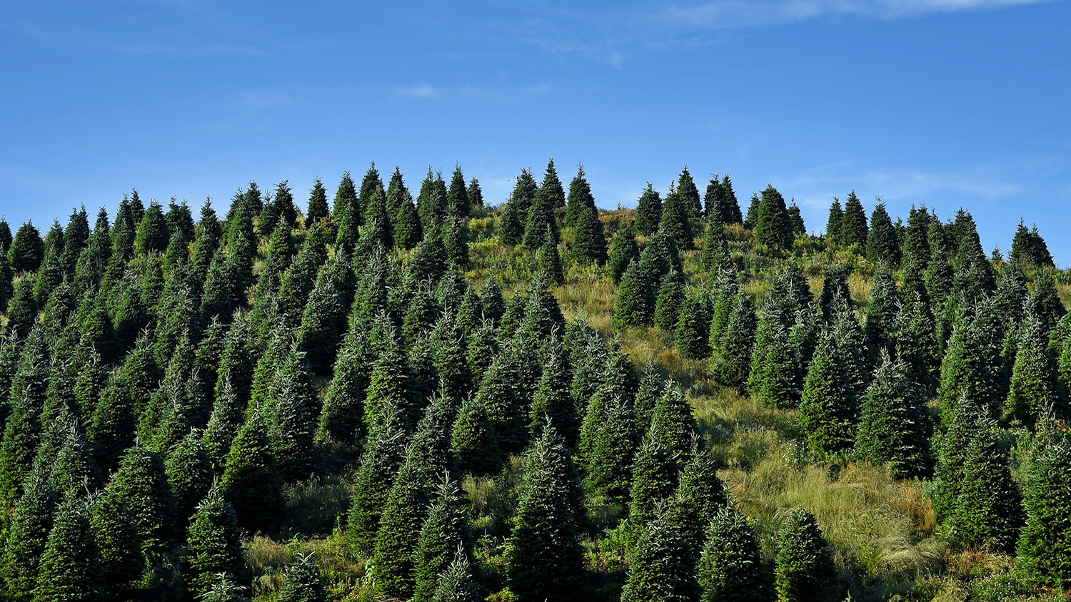 Christmas tree farm in Avery County just outside Newland.
