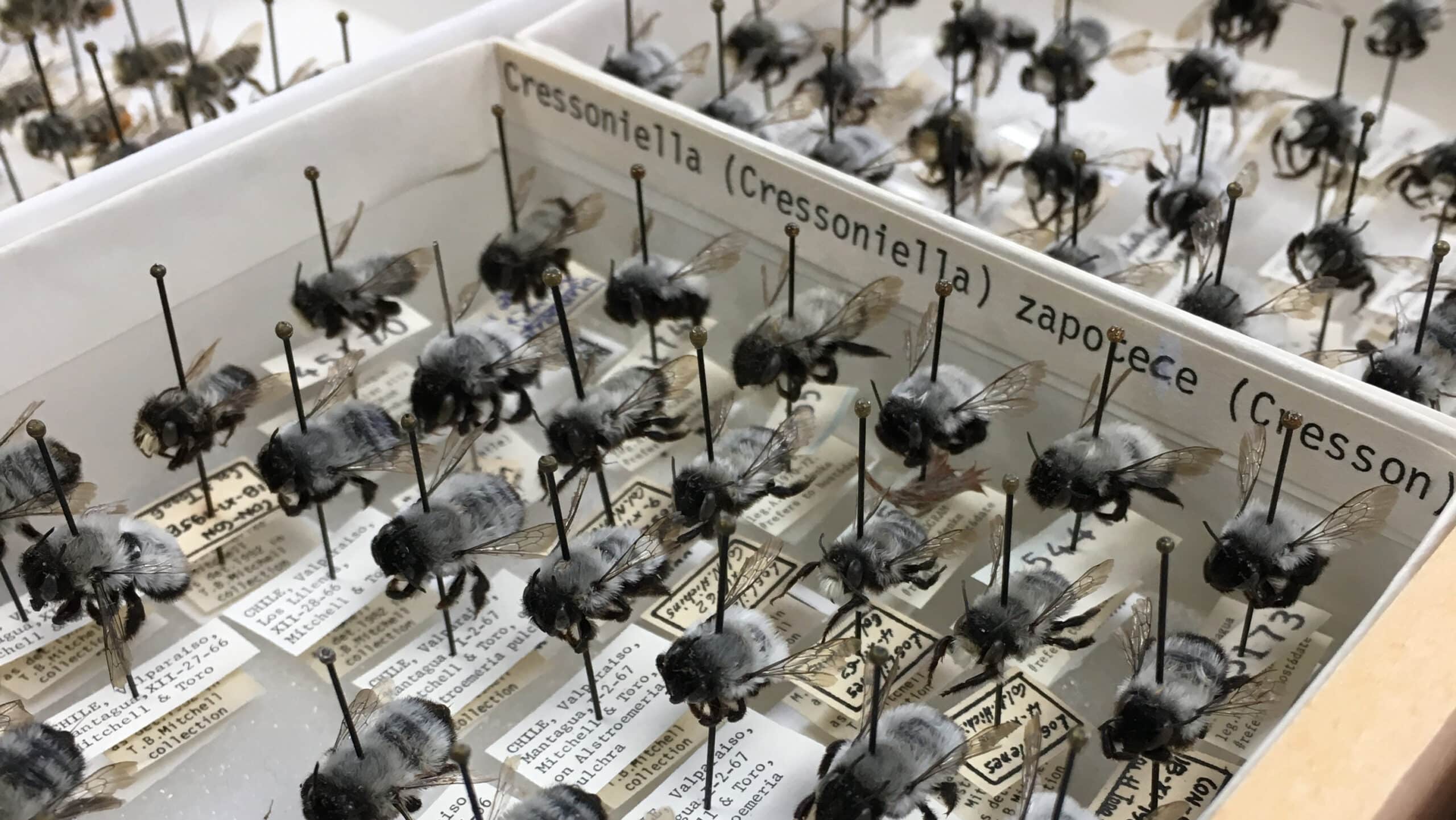 Pinned bees in a collection.