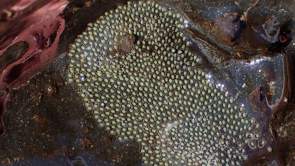 Caddisfly eggs on a rock.