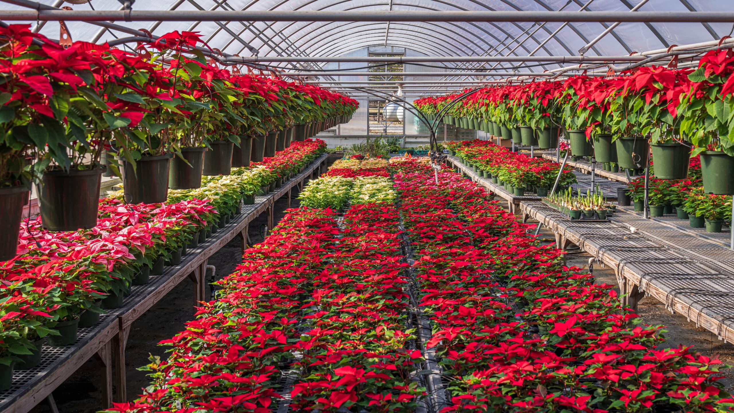 Poinsettias in a greenhouse.