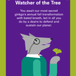 Watcher of The Tree: You await our most sacred ginkgo's annual fall transformation with bated breath, led in all you do by a desire to defend and sustain our planet.