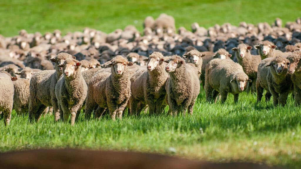 A view of dozens of sheep standing in clumps in a green field, their fluffy shapes encompassing most of the level-angle photograph.