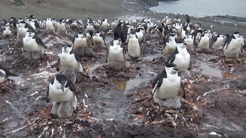 Low-angle shot showing penguins congregating on rocky landscape, with a small amount of water in the upper right.