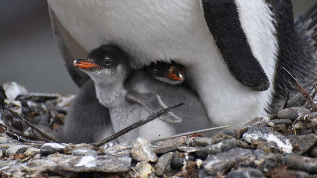 Closeup of an adult penguin sheltering two chicks, the camera is zoomed far in on the chicks.