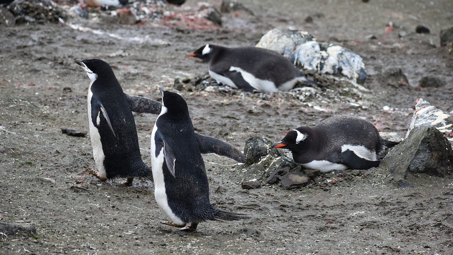 A view of four penguins, some resting, some running about.