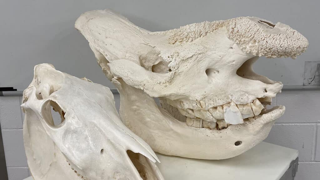 Closeup of two rhino skulls showing anatomical features.