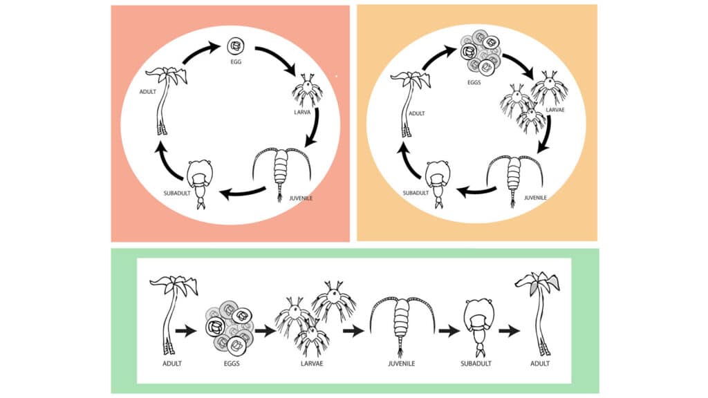 Los tres diagramas muestran el ciclo de vida de un organismo.  Dos lo muestran en círculo y uno en forma lineal.