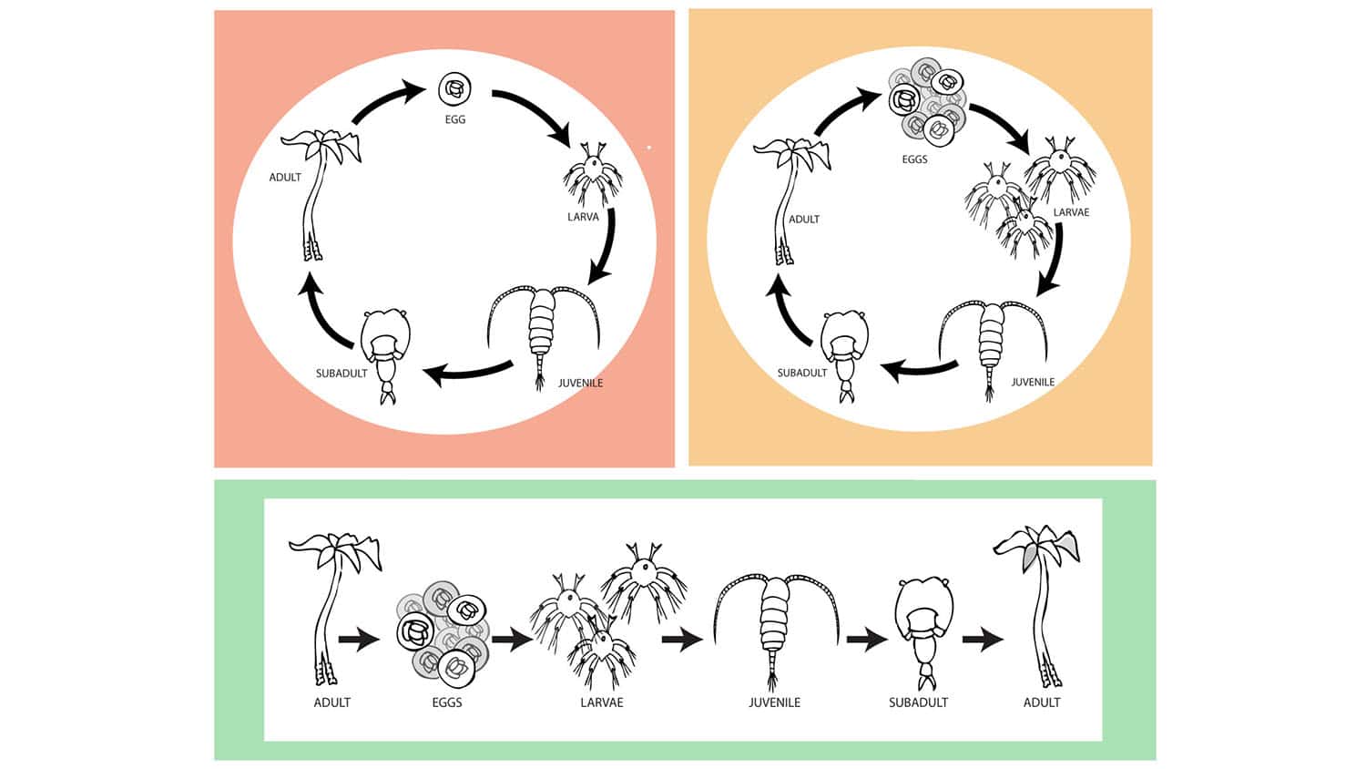 image shows three diagrams of a life cycle. One is circular and shows multiple offspring; one is circular and shows a sinigle offspring; one is linear and shows multiple offspring