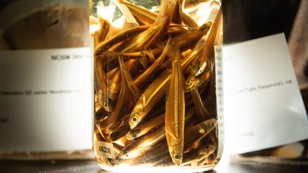 A liquid-filled jar containing fish speciments