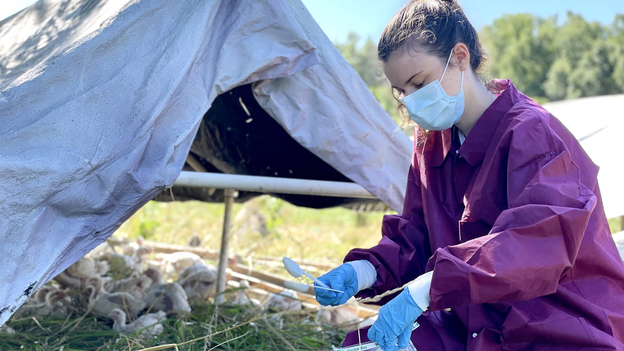 Researcher tests for Salmonella on a backyard farm.
