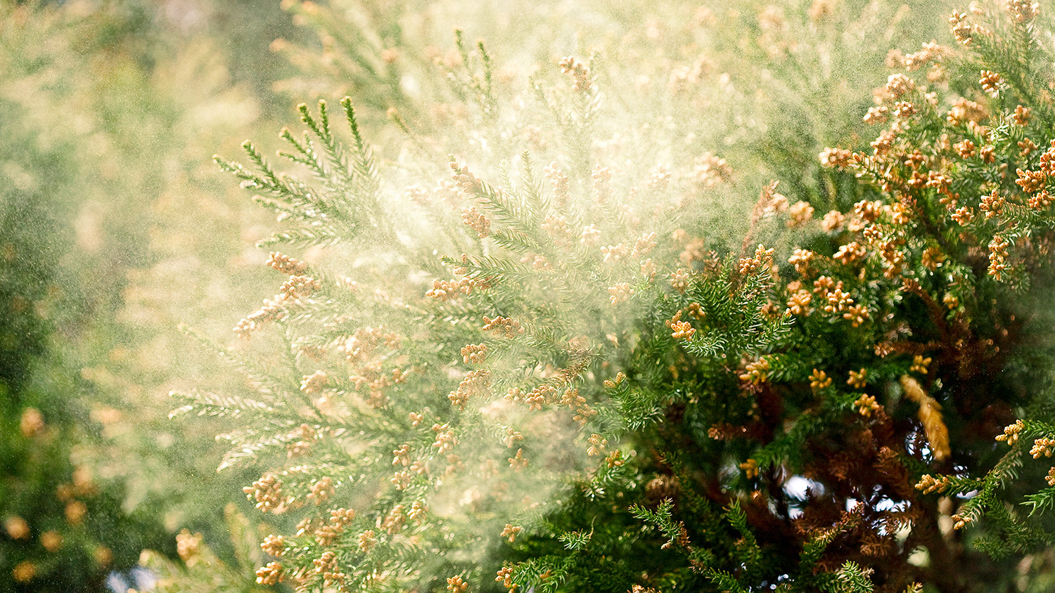 A pollen cloud floating in the air.